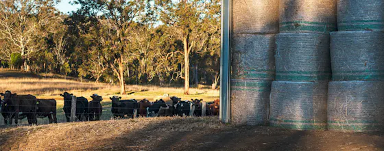 Hero-Banners Product-Page-Banners Livestock-Sheds-Banner